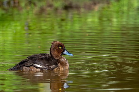 Tufted duck, tufted pochard (Aythya fuligula, Anas fuligula) adult female swimming in pond in