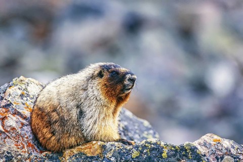 Hoary marmot (Marmota caligata) sitting on a rock, Banff National Park, Canadian rockies, Canada,