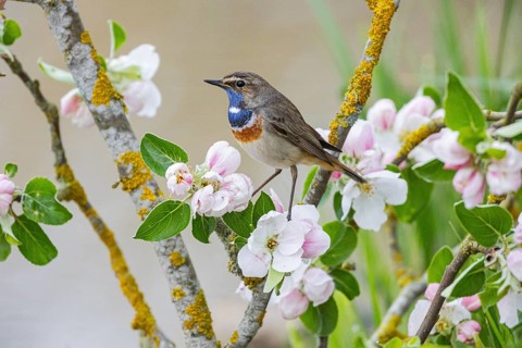 Bluethroat (Luscinia svecica cyanecula) ml Germany
