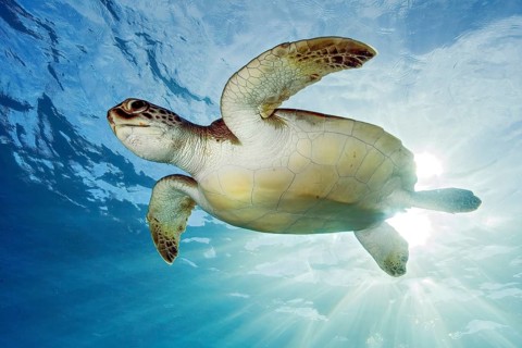 Underwater photo backlit photo of juvenile green turtle (Chelonia mydas) green turtle, East