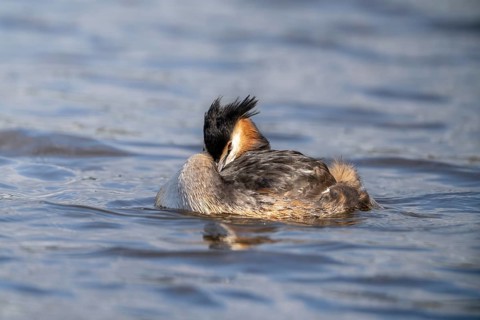Great Crested Grebe (Podiceps Scalloped ribbonfish), Vulkaneifel, Rhineland-Palatinate, Germany,