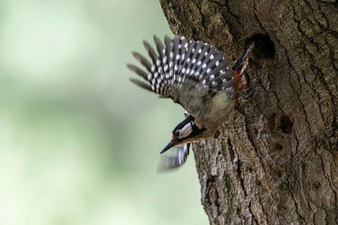 Great spotted woodpecker (Dendrocopos major), taking off, Emsland, Lower Saxony, Germany, Europe