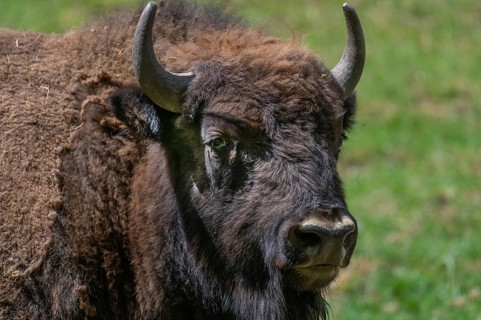 Bison (Bison), game park, Bavaria, Germany, Europe