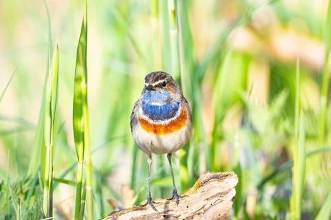 Bluethroat (Luscinia svecica cyanecula) ml Germany