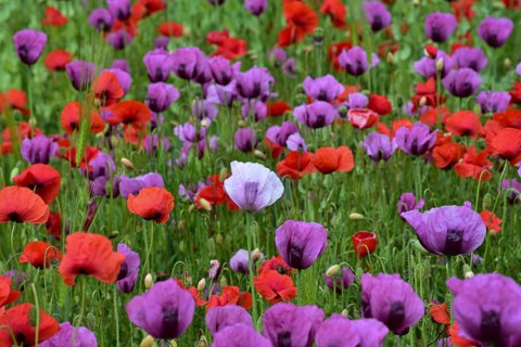 Field with poppies, red poppy (Papaver somniferum) and pink poppy, Bavaria, Germany, Europe