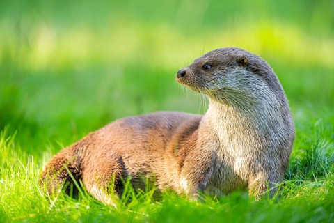 Eurasian otter (Lutra lutra) on a meadow, Hesse, Germany, Europe