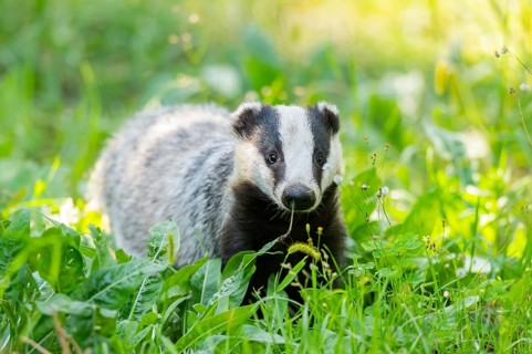 European badger (Meles meles) on a meadow, Hesse, Germany, Europe