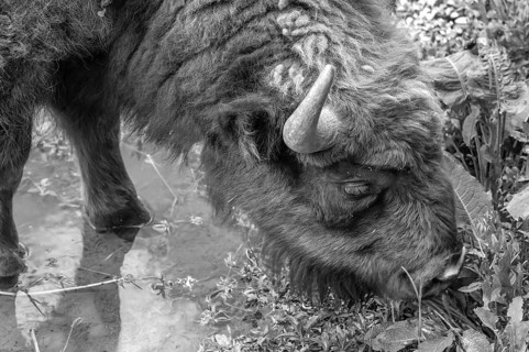 Bison (Bison) in a stream, wildlife park, Bavaria, Germany, Europe
