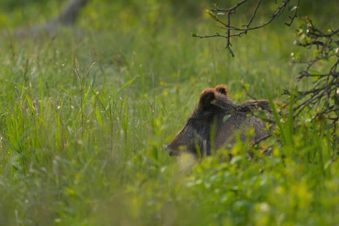 Wild boar (Sus scrofa), meadow, portrait, Lower Austria