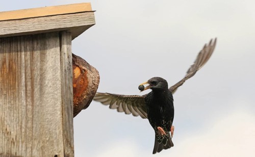 Starling (Sturnus vulgaris) flies to the nesting box in the garden with chokeberry (Aronia) in its