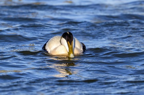 Common eider duck (Somateria mollissima) male, drake in breeding plumage swimming along the North