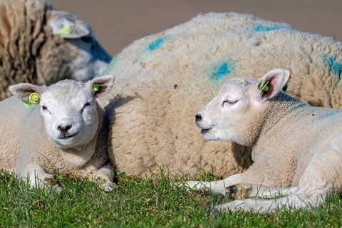 Texelaar ewe with two lambs resting on dyke, white breed of sheep on the island Texel, West Frisian