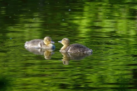 Grey goose goslings, May, Germany, Europe