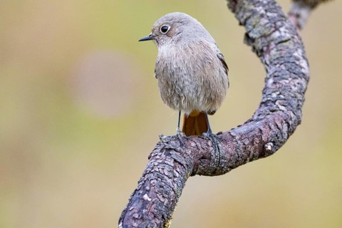Black redstart (Phoenicurus ochruros) Germany