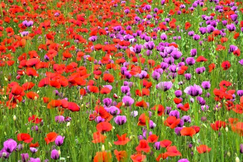 Field with poppies, red poppy (Papaver somniferum) and pink poppy, Bavaria, Germany, Europe
