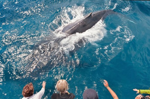People on boat watching Humpback whale (Megaptera novaeangliae), Hervey Bay, Queensland, Australia,