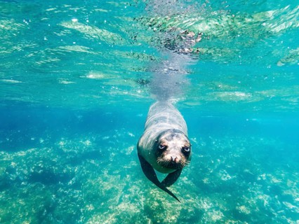 Sea lion (Zalophus wollebaeki), underwater, Galapagos, Ecuador, South America