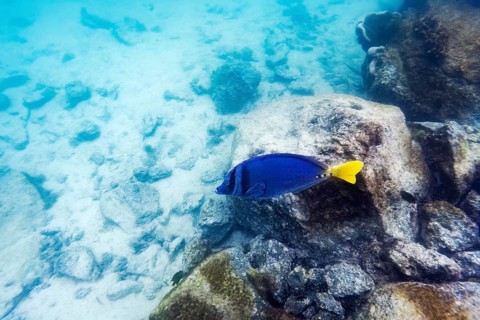Palmetto surgeonfish (Paracanthurus hepatus), underwater, Galapagos, Ecuador, South America