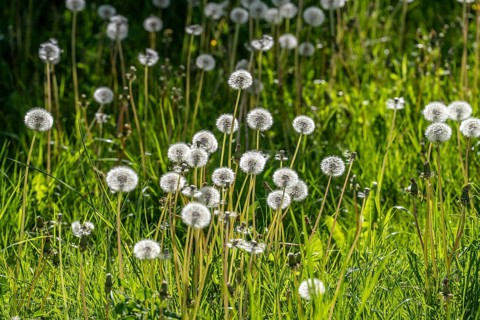 Meadow with dandelion, dandelion, in full fruit ripeness, Taraxacum, spring, landscape in