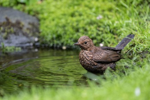Blackbird (Turdus merula), bathing, Emsland, Lower Saxony, Germany, Europe