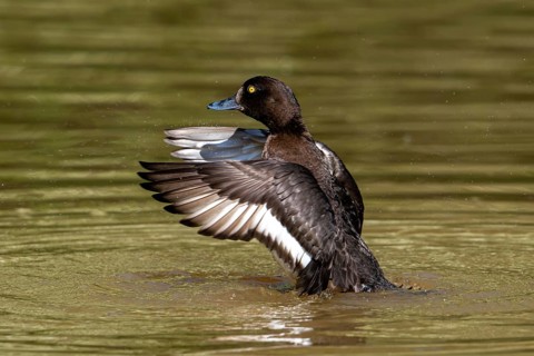 Tufted duck, tufted pochard (Aythya fuligula, Anas fuligula) adult female bathing and flapping