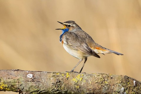 Bluethroat (Luscinia svecica cyanecula) ml Germany