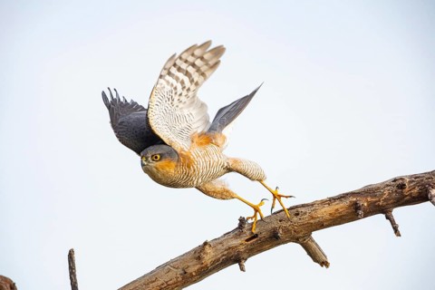 Sparrowhawk (Accipiter nisus) Germany