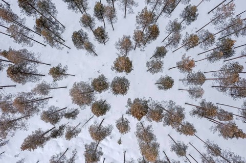 Aerial view over snow covered pine forest with Scots pines (Pinus sylvestris) in winter, Finland,