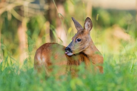 Roe deer (Capreolus capreolus) standing on a meadow, Hesse, Germany, Europe