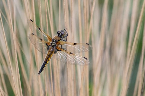 Four-spotted dragonfly (Libellula quadrimaculata), Emsland, Lower Saxony, Germany, Europe