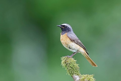 Redstart (Phoenicurus phoenicurus), male on a mossy branch, songbird, wildlife, Siegerland, North