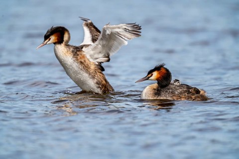 Great Crested Grebe (Podiceps scalloped ribbonfish), with chicks on its back, Vulkaneifel,