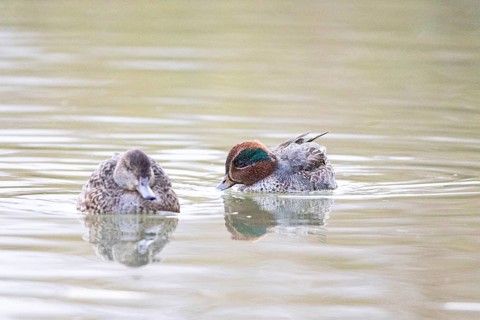 Teal (Anas crecca) Pair Germany