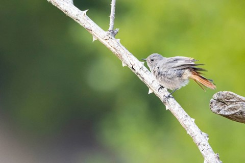 Black redstart (Phoenicurus ochruros) Germany