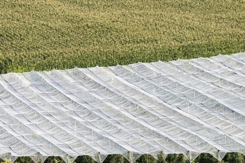 Apple orchard, fruit orchard, partly protected with hail netting, near moated castle on Lake