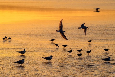 Silhouettes of redshanks foraging among colony of black-headed gulls resting in shallow water of