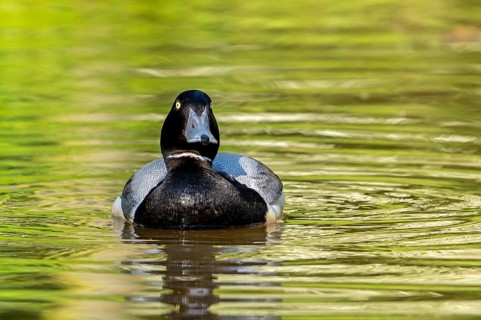 Greater scaup (Aythya marila, Anas marila) male, drake in breeding plumage swimming in lake