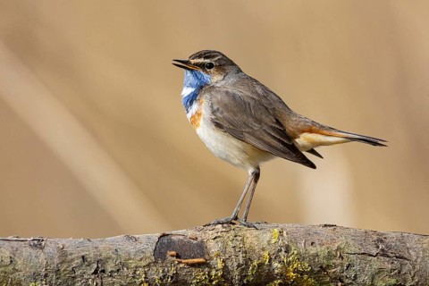 Bluethroat (Luscinia svecica cyanecula) ml Germany