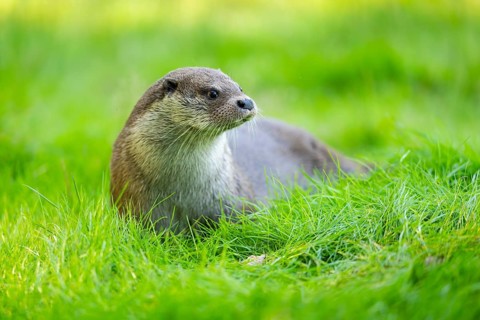 Eurasian otter (Lutra lutra) on a meadow, Hesse, Germany, Europe