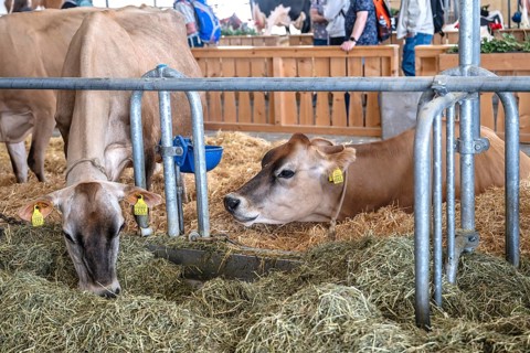 Dairy cows Jersey