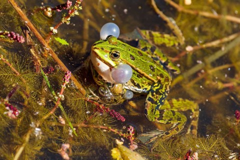 A frog with sound bubbles in the water, surrounded by algae and plants, water frog (Rana esculante)