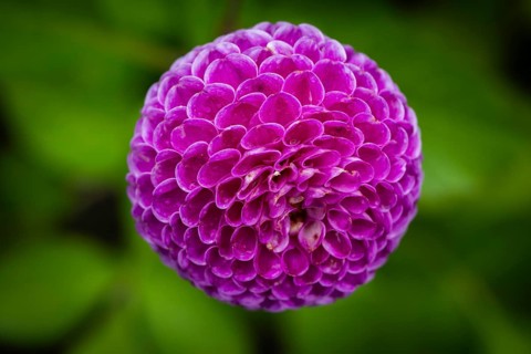 Pink ball or pompom dalhie, Inverewe Gardens, Poolewe, Loch Ewe, Highlands, Highlands, Scotland,