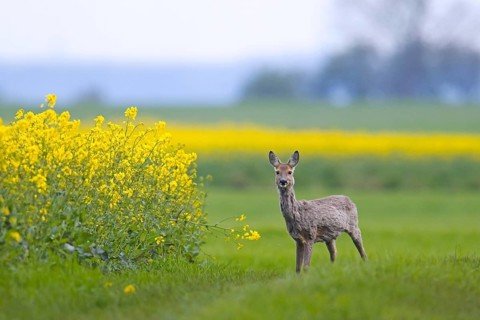 European roe deer (Capreolus capreolus) doe, female foraging in rape field in spring