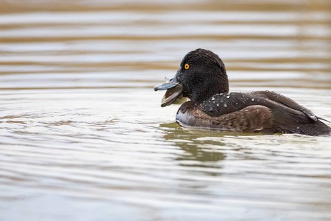 Tufted Duck (Aythya fuligula) wbl Germany