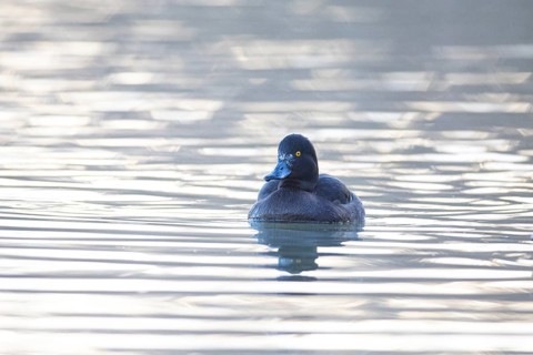Tufted Duck (Aythya fuligula) wbl Germany