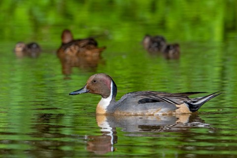Northern pintail (Anas acuta) male and female swimming in pond in spring