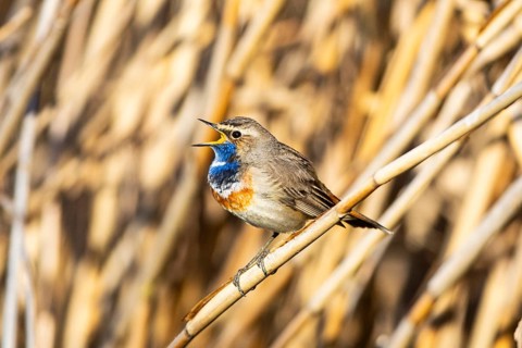Bluethroat (Luscinia svecica cyanecula) ml Germany