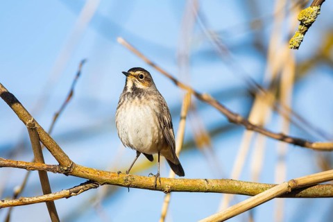 Bluethroat (Luscinia svecica cyanecula) wbl Germany
