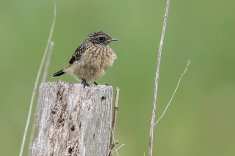 Juvenile stonechat (Saxicola rubicola), Emsland, Lower Saxony, Germany, Europe