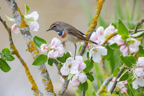 Bluethroat (Luscinia svecica cyanecula) ml Germany